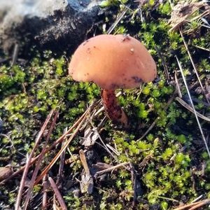 Meet your Posher, Pamela